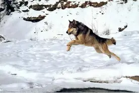 极度恐慌：人与狼的故事（上）图片