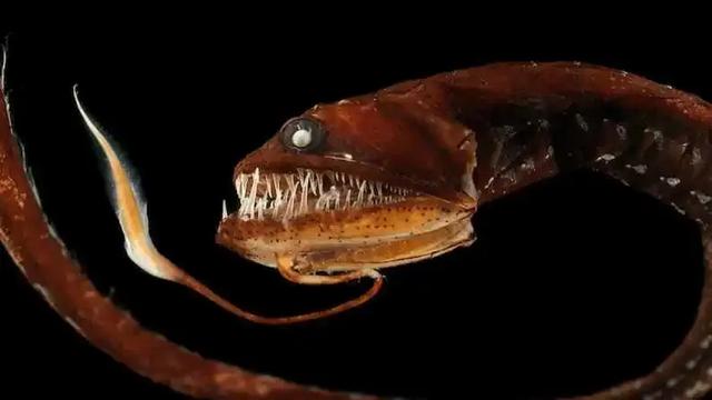 哥布林鲨 哥布林鲨鱼(图19)