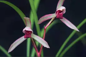 兰花乃花中君子，人品亦如兰品图片