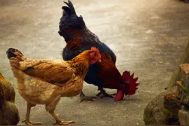 母鸡不用交配，就可以天天下蛋，那么公鸡存在还有什么价值？图片