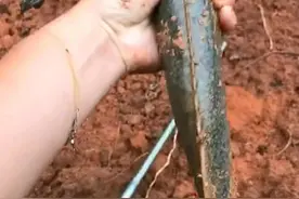 1.3斤！广西钓友水库钓获罕见“大泥鳅”，网友：这鱼没人敢吃图片