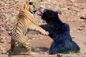 野生“狗熊”现身四川，体重超400斤，一掌就能拍碎野狼的头图片