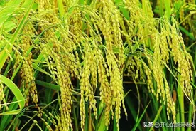 稻谷价格上涨，农民增收销售图片