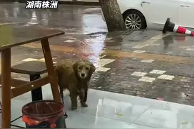 流浪狗被雨打湿后来避雨，歪着头看着店主：我实在没有地方可去了图片