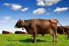 母牛胎衣多长时间下来算正常，母牛胎衣下不来怎么办？本文告诉你图片