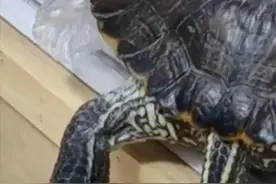 养了23年的乌龟下蛋了，女子激动地录下视频：是个好兆头呀图片