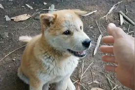 老一辈说：狗狗要是有这7个特征，暗示主人“好运满满”图片