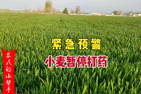 紧急预警！换季式降温来袭，小麦种植户先暂停打药，当心降低产量图片