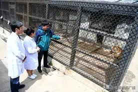“虎口拔牙”？真事！就发生在长春！图片