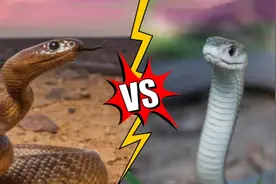 黑曼巴vs内陆太攀蛇，谁才是天下第二毒的毒蛇？图片