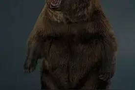 三毛别罴事件已经为人熟知，但是幌新棕熊吃人惨案更加血腥恐怖图片