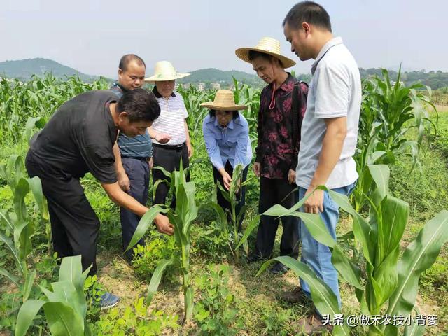 怎么快速诊断作物是否缺氮、缺磷、缺钾？农民只需记住三句顺口溜