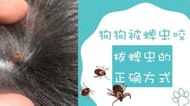 蜱虫被称为“夺命虫”危害有多大？大连女子被咬，一周后不幸身亡