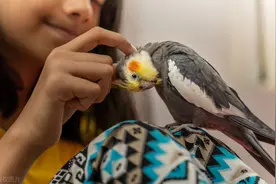 如何判断家养鹦鹉是否认主？你家鹦鹉喜欢你的5种表现！图片