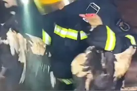 辽宁锦州：一农户家中木头和杂物起火，家中鸭棚也被牵连其中，现场鸭鸭们嘎嘎叫、四处乱蹿图片