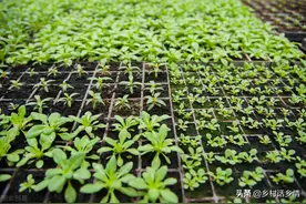 蔬菜种植和育苗大全来了，这些实实在在的经验，没人能告诉你图片