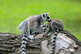 环尾狐猴：狐狸脸猴子身，味道特别臭能让雌性着迷，已不足2000只图片