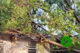 老话说，住宅周围不建议种植这些树，你知道是哪几种吗？图片