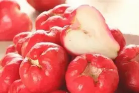 莲雾有什么益处？可生吃和做菜肴？有哪些禁忌？莲雾果的正确吃法图片