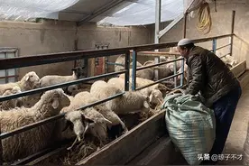 新人养羊，可以搭建一种简易的羊棚，使用方便图片