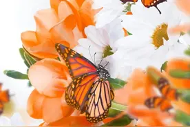 七彩蝴蝶壁纸：多彩蝴蝶，每种都有它的美图片