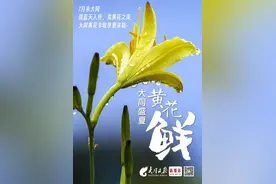 “金针”盈盈满枝头 清香幽幽醉花农图片