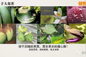 蓟马难防？别慌！图片
