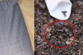 女子耳朵痛痒难耐拆开枕头全是虫子 网友：细思极恐图片