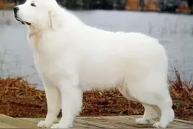 大白熊犬价格多少钱一只？大白熊犬和萨摩耶有什么区别？图片