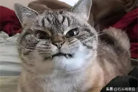 猫咪“翻脸”前有什么征兆？看懂猫咪的肢体语言，不用担心被咬了图片