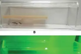 DIY激光枪薄纱蟑螂！AI杀蚊子博士新作，项目已开源图片
