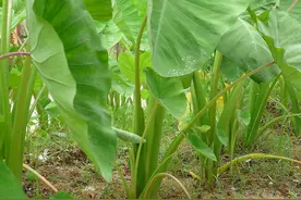 芋头种植超2000年，曾有“皇帝贡品”的美称，原来它价值这么多图片
