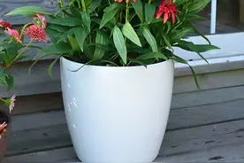 3种可以驱蚊的花草，养一盆在家里，好养茂盛又美观，蚊子不敢来图片