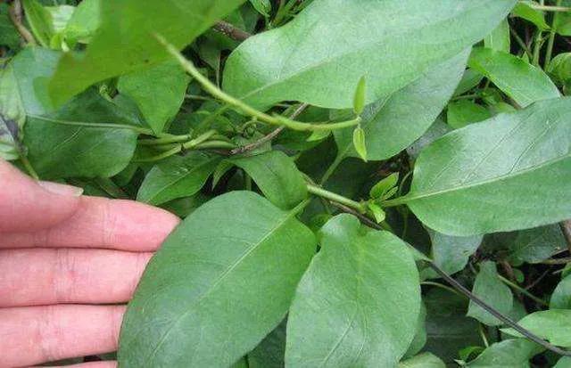 双子叶植物所有名字大全-措必培