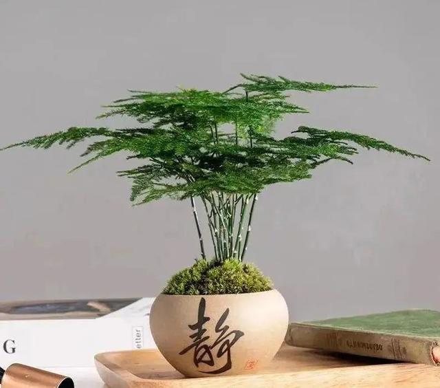 文竹的正确养法（文竹怎么养掌握好这4个小技巧）