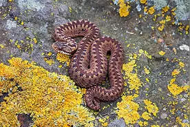 东北异物志之土球子图片