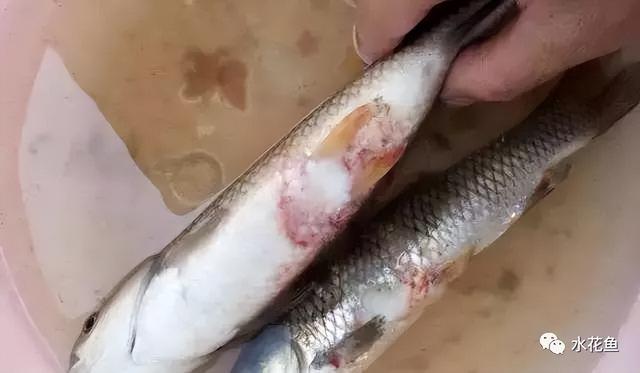 饵料系数与饲料投喂的关系：降低成本增加效益，在于降低饲料系数