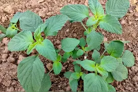 野苋菜能吃吗？味道不输苋菜，民间称它“金不换”，不吃可惜了图片