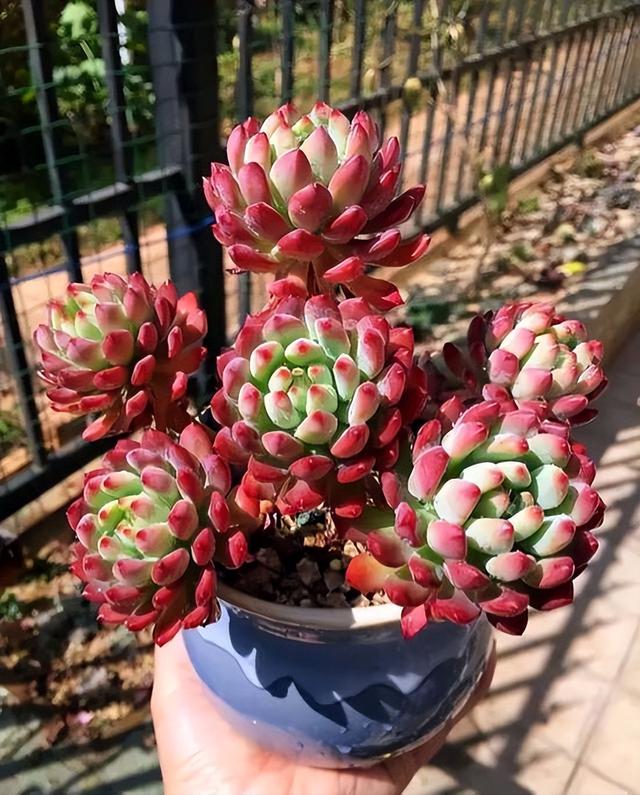 270种常见多肉图谱，一分钟认全！
