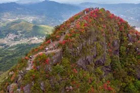 在三明去哪赏花？攻略来了！樱花、桃花、油菜花……都有！图片