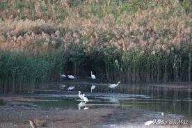 芦苇的价值：长江禁渔与生态修复不可或缺的植物图片