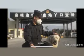 巨巨巨胖警犬被5千万网友嘲笑，训导员立即护崽：我们基因好，哪里胖啦？图片