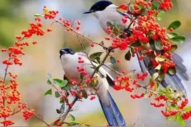 七言诗 夫妻吟图片