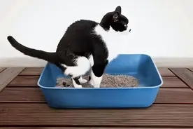猫咪便秘了排泄困难怎么办？兽医给你来支支招图片