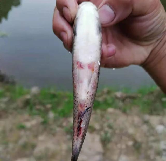 简析疑难杂症——鱼类败血症的防控：难治的集多症状于一身的鱼病