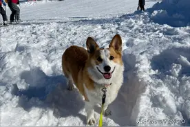 积雪三米高，短腿柯基却化身“除雪基”，小身体大能量萌化了图片