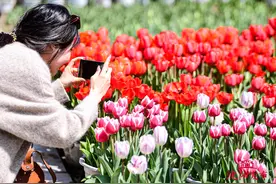 【家在沈阳·我的沈阳】打卡沈阳 赞美家乡图片