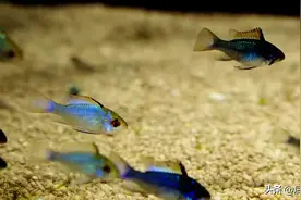 动态写真：带你认识常见的热带观赏鱼（一）图片