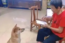 搞笑图片幽默段子笑话：狗子：奶奶你对得起我吗图片