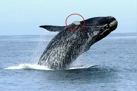 看着就难受：露脊鲸头上长了超大老茧，原因在于“鲸以食为天”图片